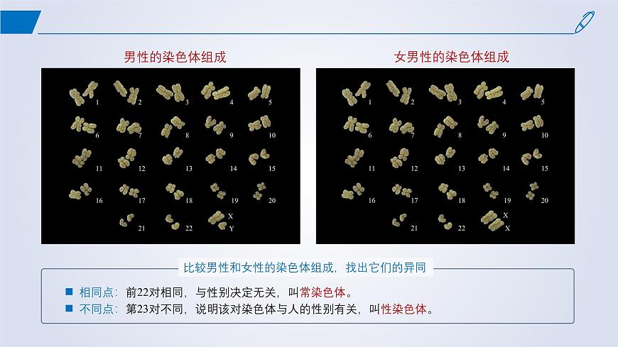 2024-2025學(xué)年高中生物同步備課課件(人教版2019)必修二2-3伴性遺傳第4頁