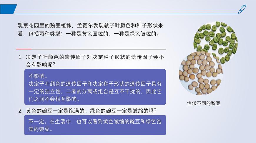 2024-2025學(xué)年高中生物同步備課課件(人教版2019)必修二1-2孟德爾的豌豆雜交實(shí)驗(yàn)(二)第2頁