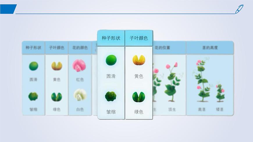 2024-2025學(xué)年高中生物同步備課課件(人教版2019)必修二1-2孟德爾的豌豆雜交實(shí)驗(yàn)(二)第4頁