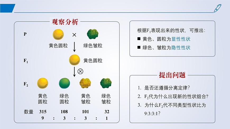 2024-2025學(xué)年高中生物同步備課課件(人教版2019)必修二1-2孟德爾的豌豆雜交實(shí)驗(yàn)(二)第5頁