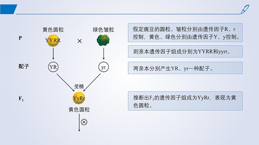 2024-2025學(xué)年高中生物同步備課課件(人教版2019)必修二1-2孟德爾的豌豆雜交實(shí)驗(yàn)(二)第7頁
