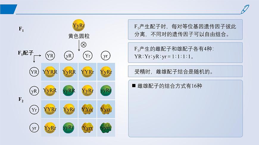 2024-2025學(xué)年高中生物同步備課課件(人教版2019)必修二1-2孟德爾的豌豆雜交實(shí)驗(yàn)(二)第8頁