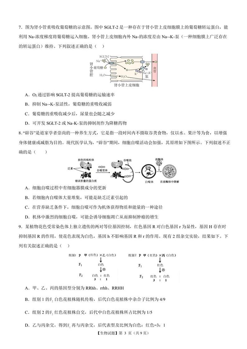 2024~2025学年广东省阳江市高二下2月考试生物试卷(含答案)第3页