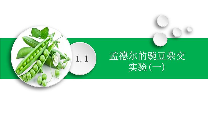 人教版(2019)高中生物必修二 第一章 第一节 孟德尔的豌豆杂交实验(一)课件ppt第1页