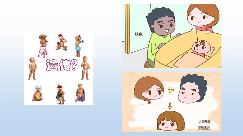人教版(2019)高中生物必修二 第一章 第一节 孟德尔的豌豆杂交实验(一)课件ppt第6页