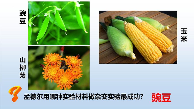 人教版(2019)高中生物必修二 第一章 第一节 孟德尔的豌豆杂交实验(一)课件ppt第8页