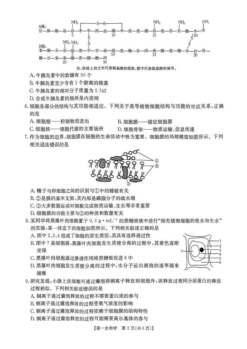 河南省名校联盟2024-2025学年高一下学期2月开学考试生物试题含答案第2页