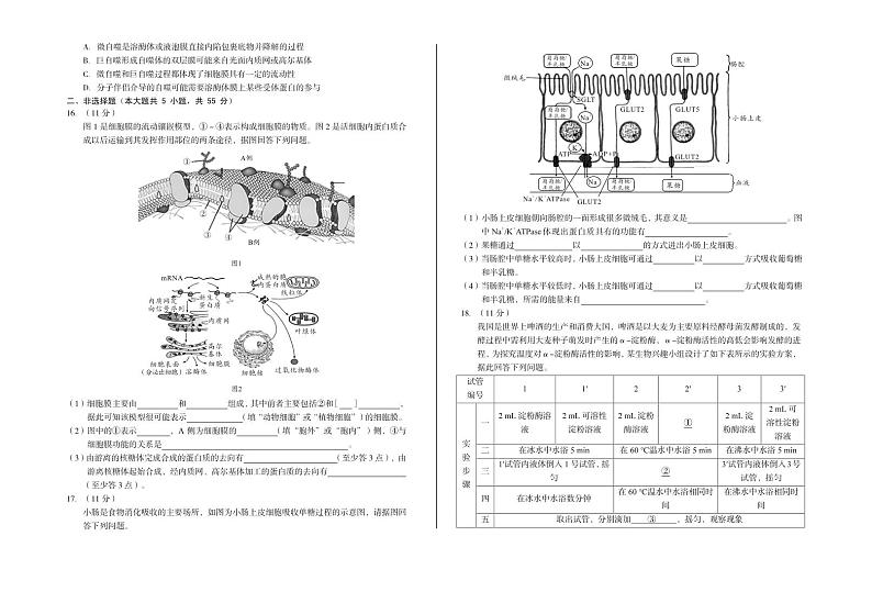 安徽省部分重点高中2024-2025学年高一下学期2月开学质量检测生物试题含答案第3页