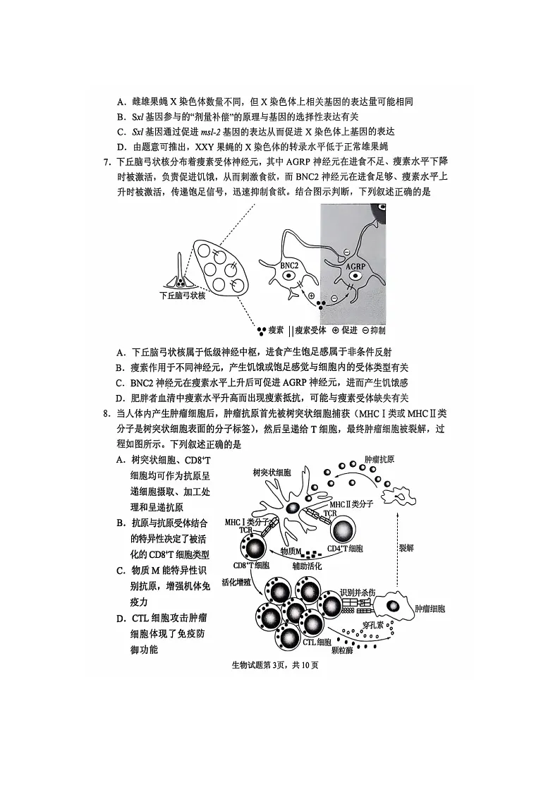 2024-2025学年下学期2025届山东省实验中学高三第四次诊断考试生物试卷含答案第3页