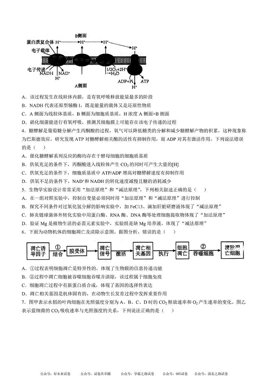 安徽省芜湖市第一中学2024-2025 学年高三上学期10月份教学质量诊断测试生物试卷+答案第2页