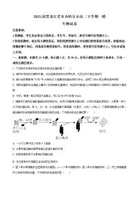 2025届黑龙江省齐齐哈尔市高三下学期高考模拟一模-生物试题+答案