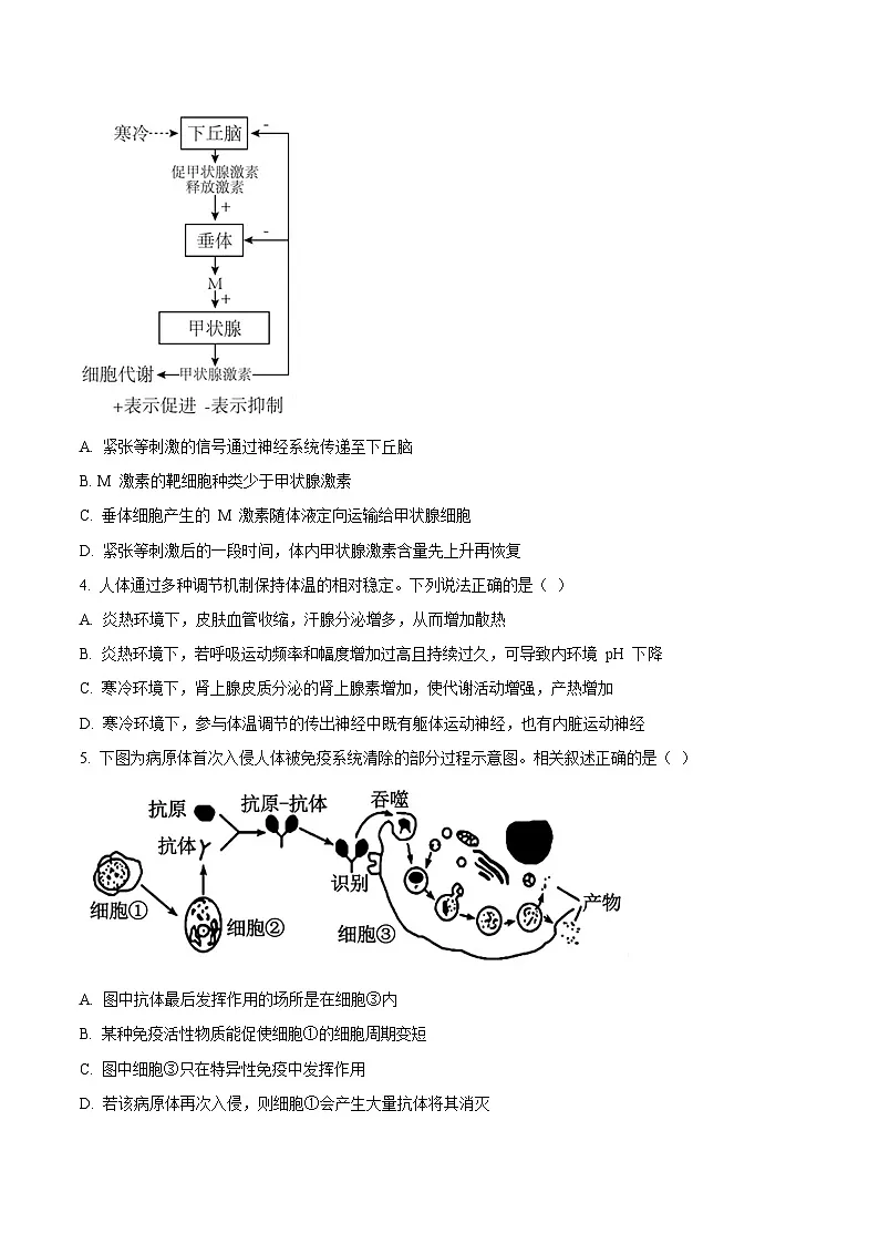 辽宁省丹东市2024-2025学年高二上学期期末考试生物试题(Word版附答案)第2页