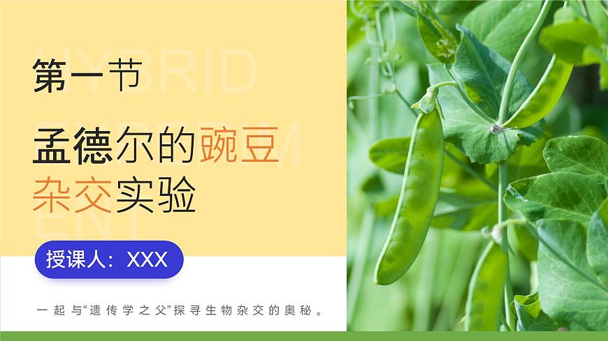 人教版2025高中生物必修二1.1.1孟德尔的豌豆杂交实验(一) 课件第1页