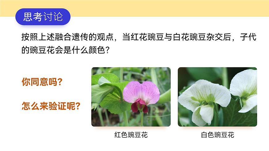 人教版2025高中生物必修二1.1.1孟德尔的豌豆杂交实验(一) 课件第4页