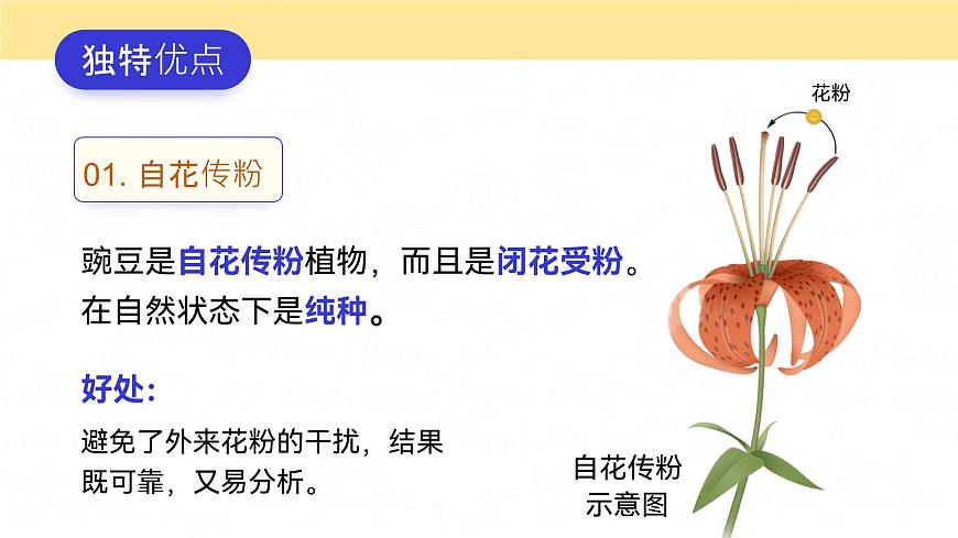 人教版2025高中生物必修二1.1.1孟德尔的豌豆杂交实验(一) 课件第8页