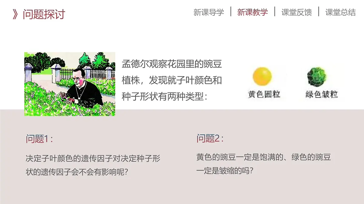 人教版2025高中生物必修二第2节孟德尔的豌豆杂交实验(二) 课件第6页
