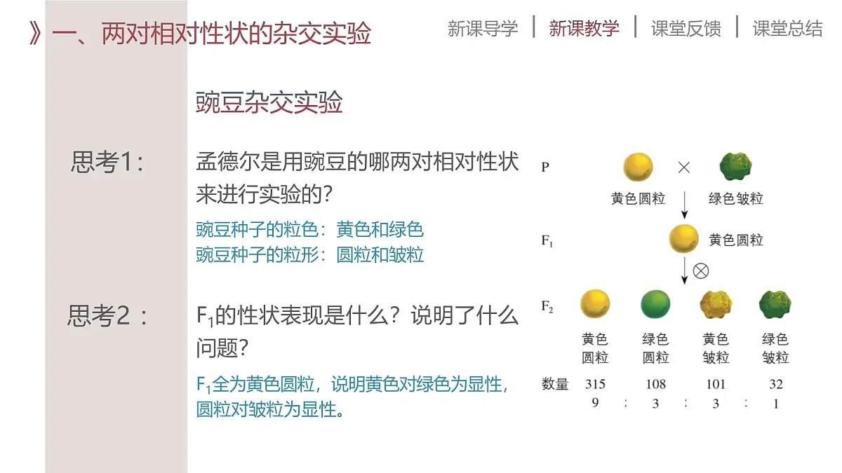 人教版2025高中生物必修二第2节孟德尔的豌豆杂交实验(二) 课件第7页