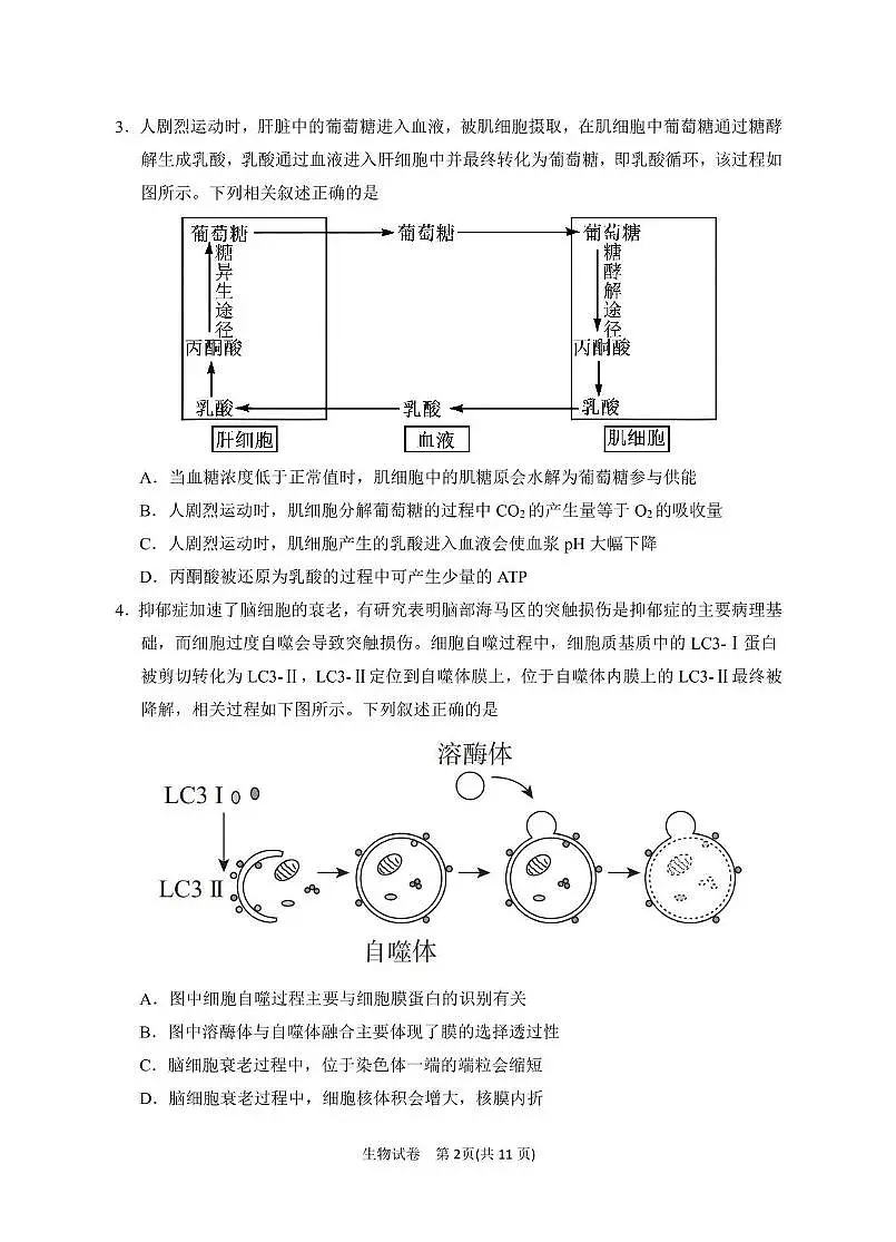 2025届宁夏银川市第一中学高三高考模拟第一次模拟-生物试题+答案第2页