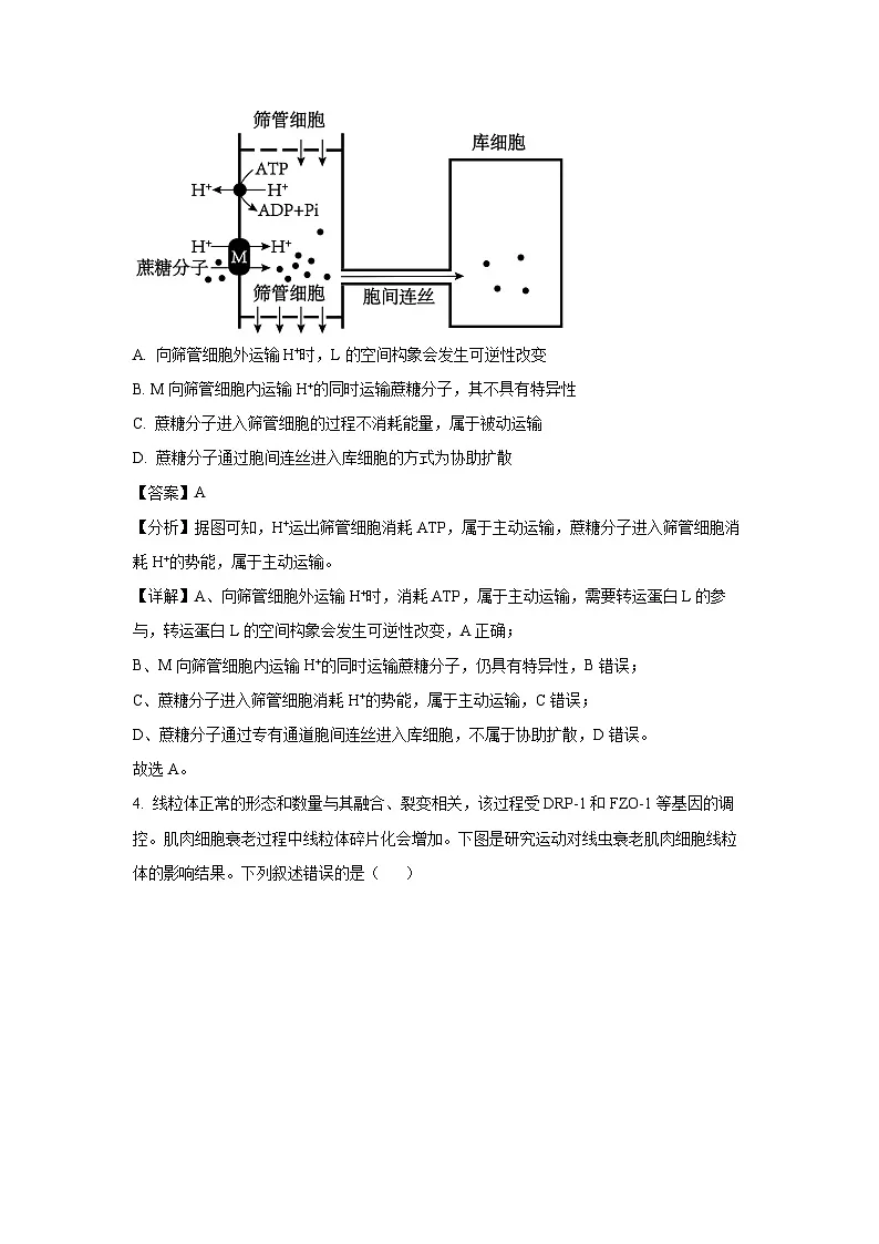 2025年山东省聊城市高三下学期一模生物试题(解析版)第3页