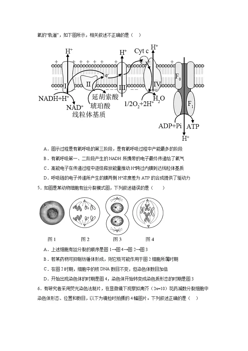 湖北省随州市部分高中2024-2025学年高三下学期2月月考生物试题【含答案】第2页