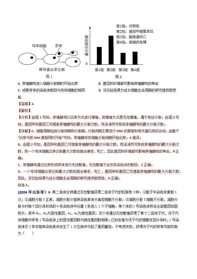 专题06 细胞的增殖-2024年高考真题和模拟题生物分类汇编(教师卷)第3页