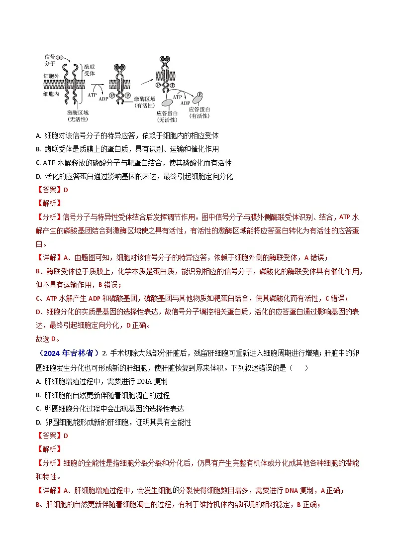 专题07 细胞的分化、衰老、死亡和癌变-2024年高考真题和模拟题生物分类汇编(教师卷)第2页