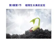 人教版（2019）高中生物選擇性必修一第五章第一節(jié)植物生長素（第一課時） -課件