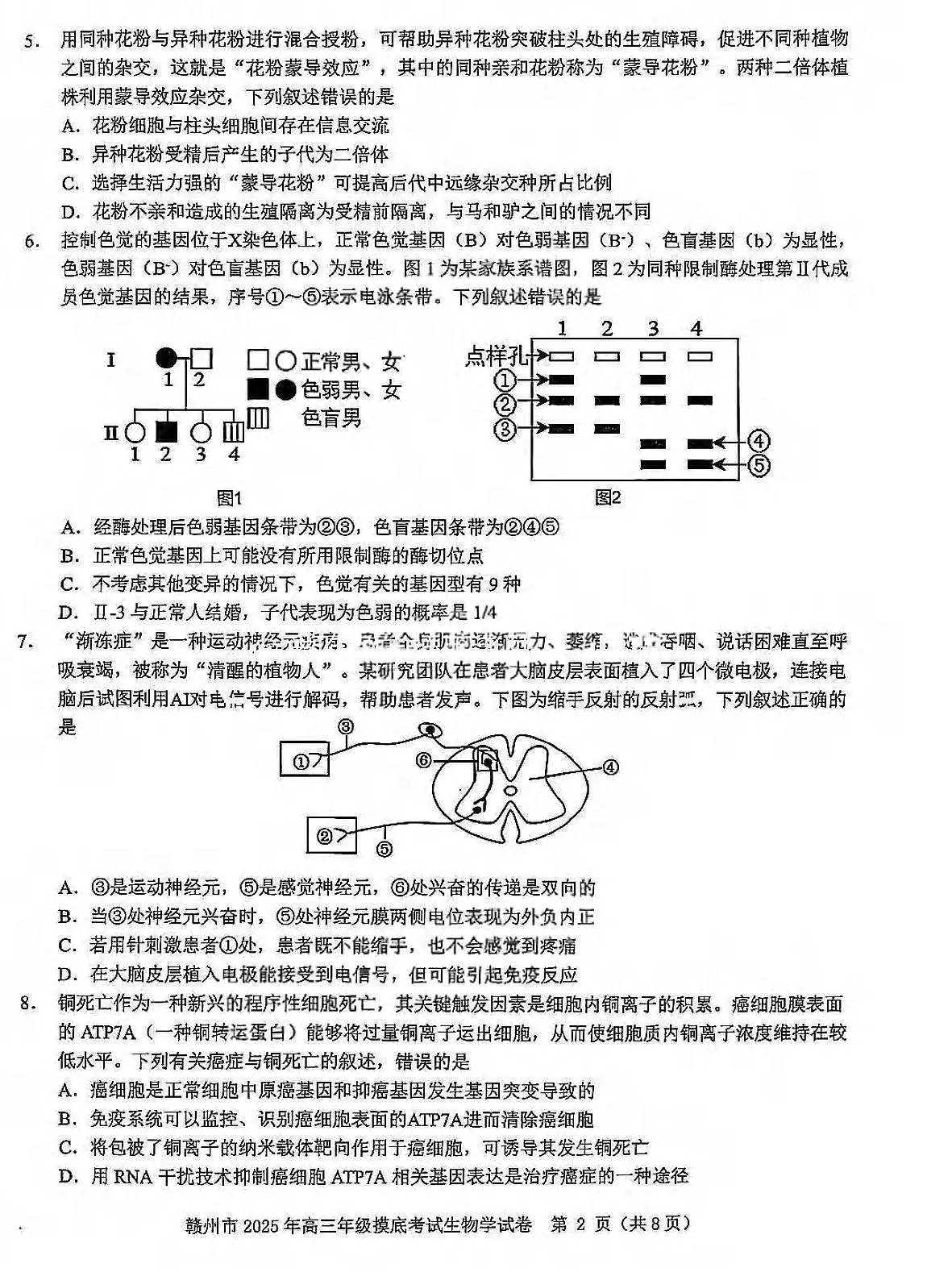 生物丨江西省赣州市2025届高三下学期3月年级摸底考试(赣州一模)生物试卷及答案第2页
