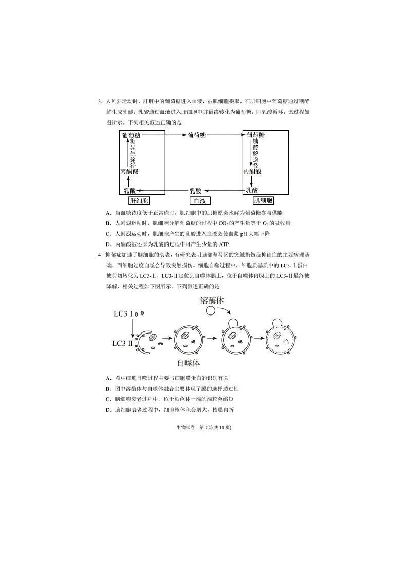 2024-2025学年下学期宁夏银川市第一中学高三第一次模拟考试生物试卷含答案第2页