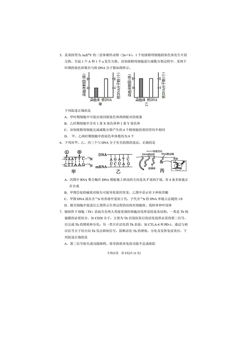 2024-2025学年下学期宁夏银川市第一中学高三第一次模拟考试生物试卷含答案第3页