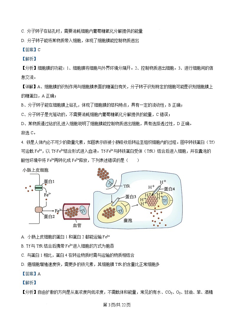 重慶市第十一中學(xué)教育集團2024-2025學(xué)年高三上學(xué)期第三次質(zhì)量檢測生物試題 Word版含解析第3頁