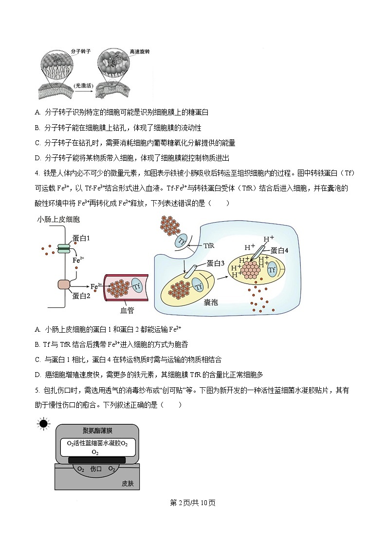 重慶市第十一中學(xué)教育集團2024-2025學(xué)年高三上學(xué)期第三次質(zhì)量檢測生物試題（原卷版）第2頁