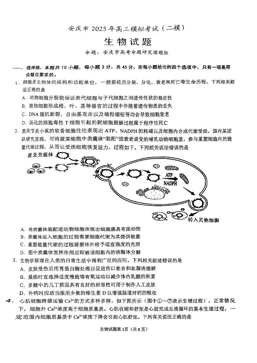 2025届安徽省安庆市高三二模考试 生物试题+答案解析第1页