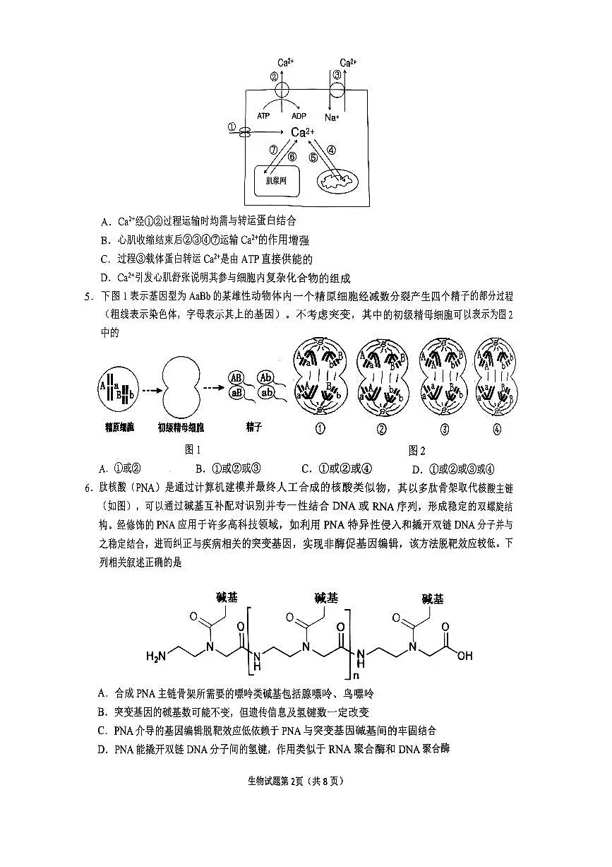 2025届安徽省安庆市高三二模考试 生物试题+答案解析第2页