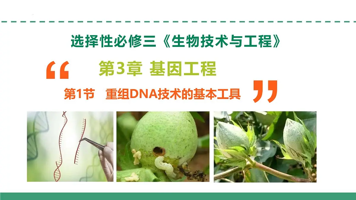 3.1 重组DNA技术的基本工具(教学课件)-2024-2025学年高二生物(人教版2019选择性必修3)第1页