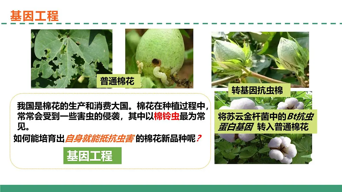 3.1 重组DNA技术的基本工具(教学课件)-2024-2025学年高二生物(人教版2019选择性必修3)第2页