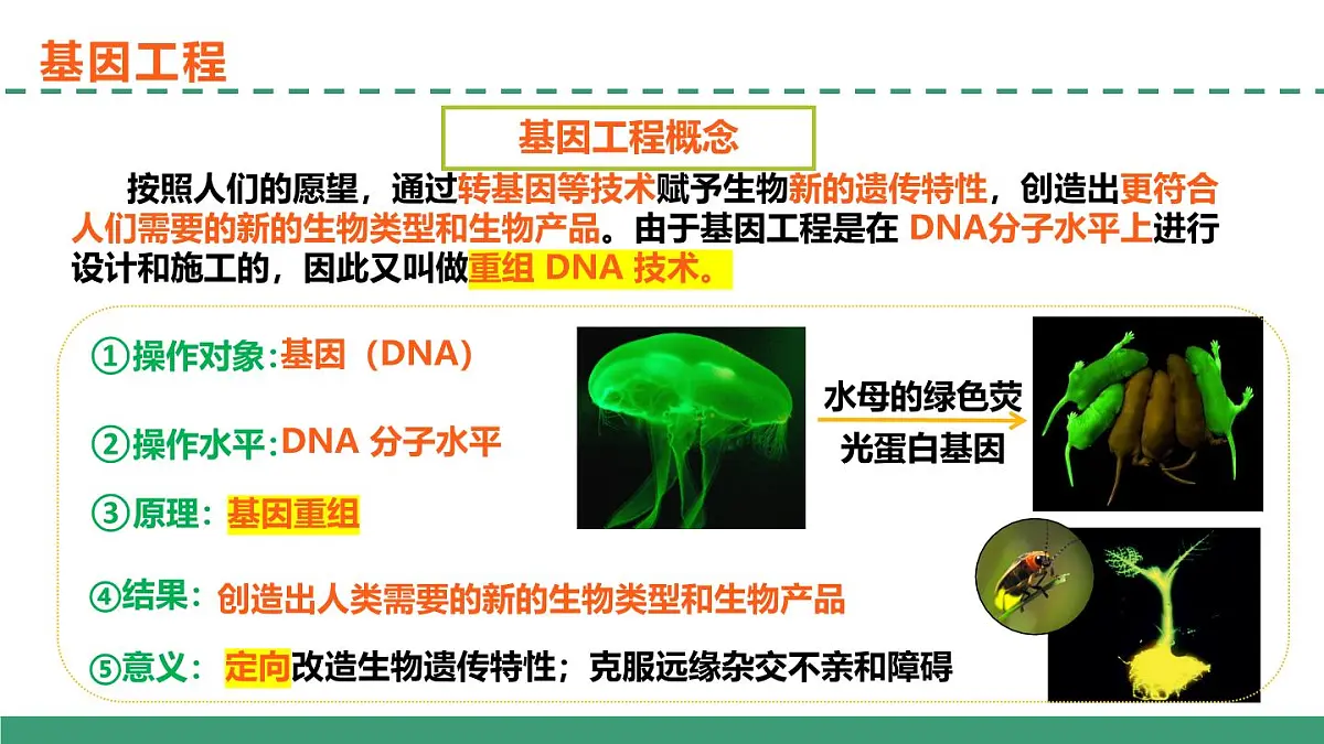 3.1 重组DNA技术的基本工具(教学课件)-2024-2025学年高二生物(人教版2019选择性必修3)第3页