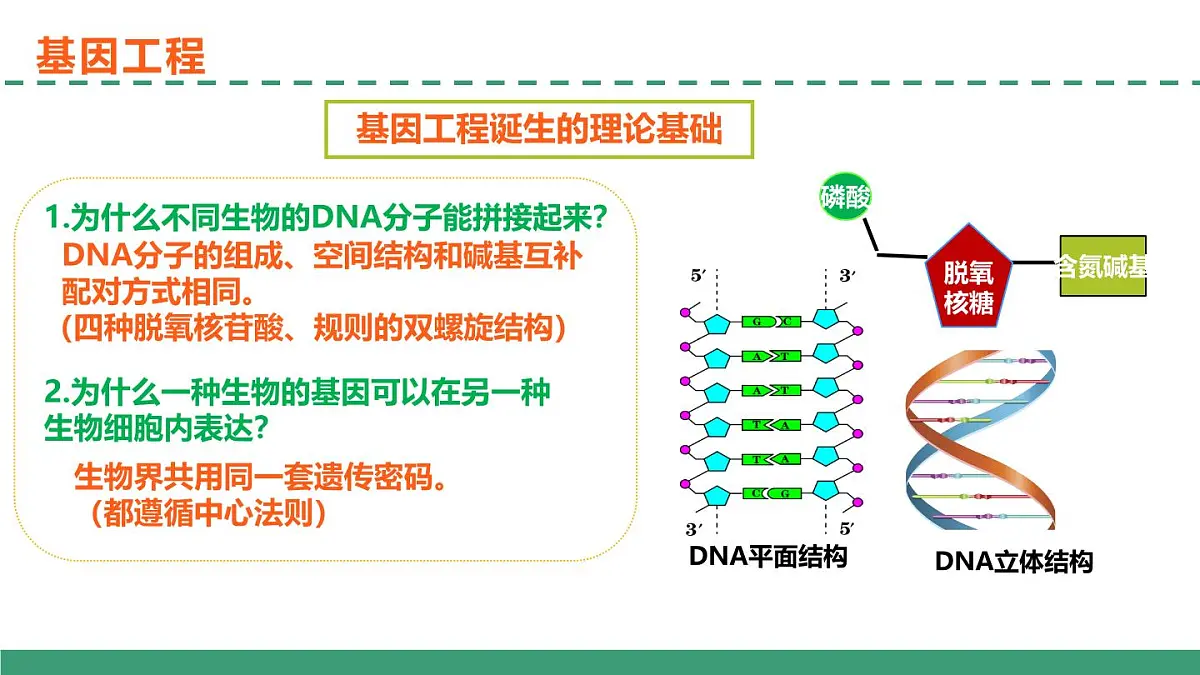 3.1 重组DNA技术的基本工具(教学课件)-2024-2025学年高二生物(人教版2019选择性必修3)第4页