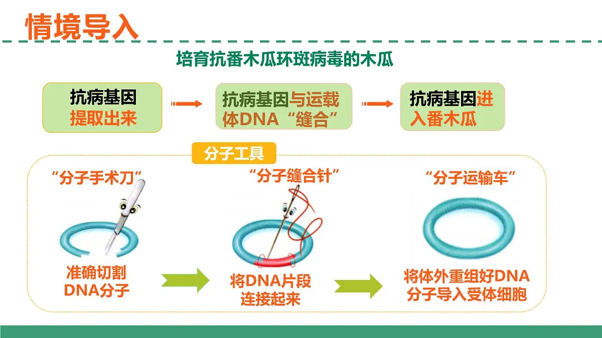 3.1 重组DNA技术的基本工具(教学课件)-2024-2025学年高二生物(人教版2019选择性必修3)第6页