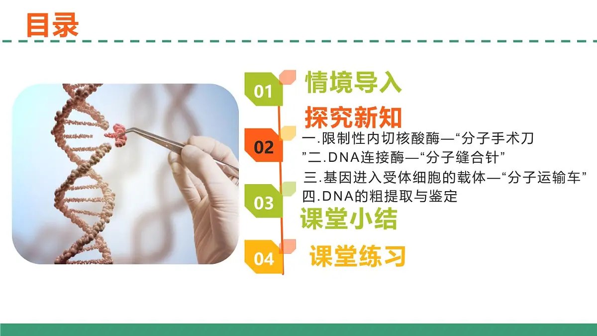 3.1 重组DNA技术的基本工具(教学课件)-2024-2025学年高二生物(人教版2019选择性必修3)第7页