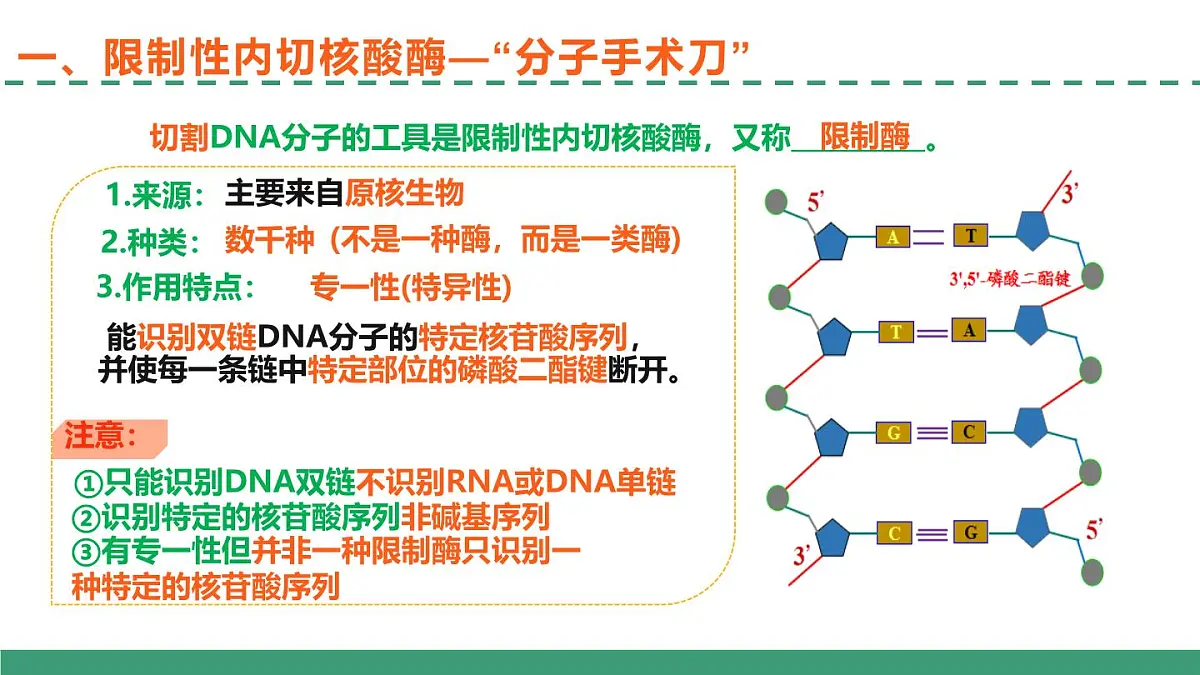 3.1 重组DNA技术的基本工具(教学课件)-2024-2025学年高二生物(人教版2019选择性必修3)第8页