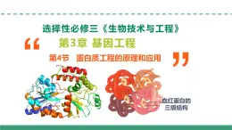3.4  蛋白質(zhì)工程的原理和應(yīng)用（教學(xué)課件）-2024-2025學(xué)年高二生物（人教版2019選擇性必修3）