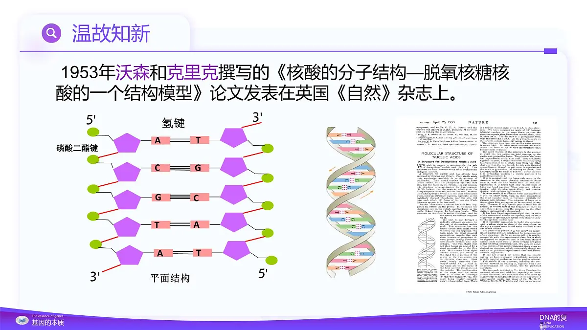 3.3 DNA的复制(教学课件)-高一生物同步课堂(人教版2019必修2)第3页