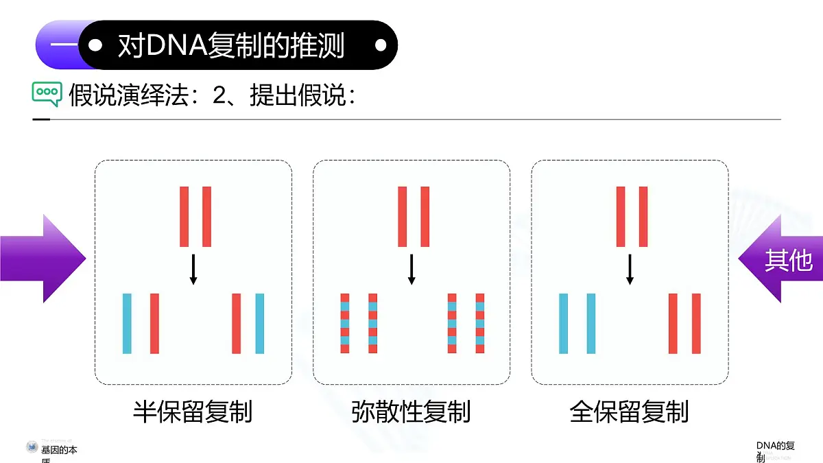 3.3 DNA的复制(教学课件)-高一生物同步课堂(人教版2019必修2)第7页