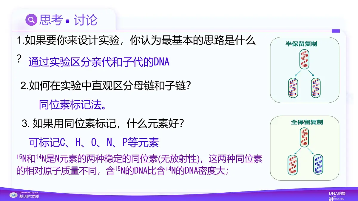 3.3 DNA的复制(教学课件)-高一生物同步课堂(人教版2019必修2)第8页