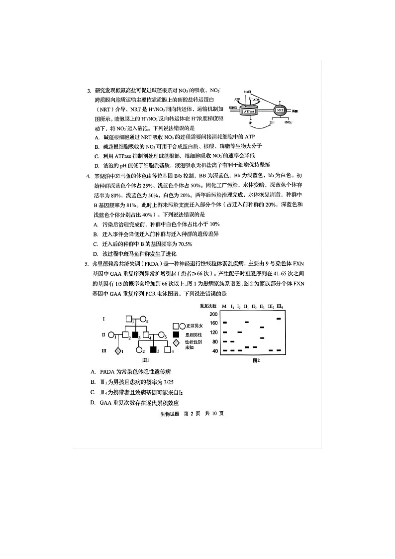 2024-2025学年下学期3月山东省青岛市高三年级第一次适应性检测生物试卷含答案第2页