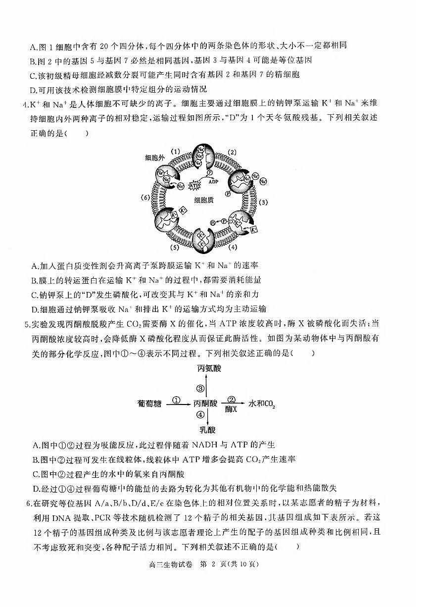 生物丨湖北省部分重点中学2025届高三1月第二次联考生物试卷及答案第2页