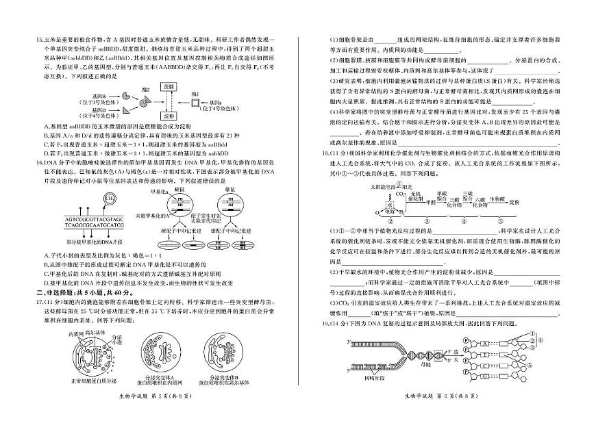 2024届广东深圳外国语高三第四次月考试卷(12月考)-生物试题(含答案)第3页