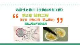 2.3 胚胎工程（第二課時(shí)）（教學(xué)課件）-2024-2025學(xué)年高二生物（人教版2019選擇性必修3）