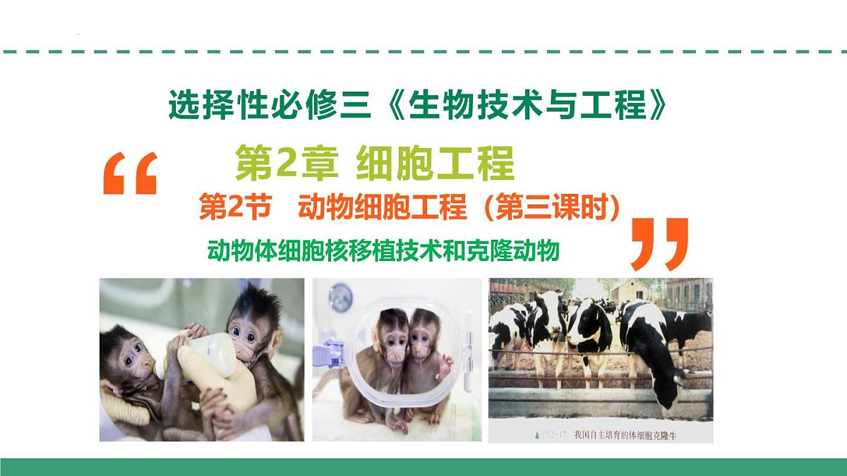 2.2 动物细胞工程(第三课时)(教学课件)-2024-2025学年高二生物(人教版2019选择性必修3)第1页